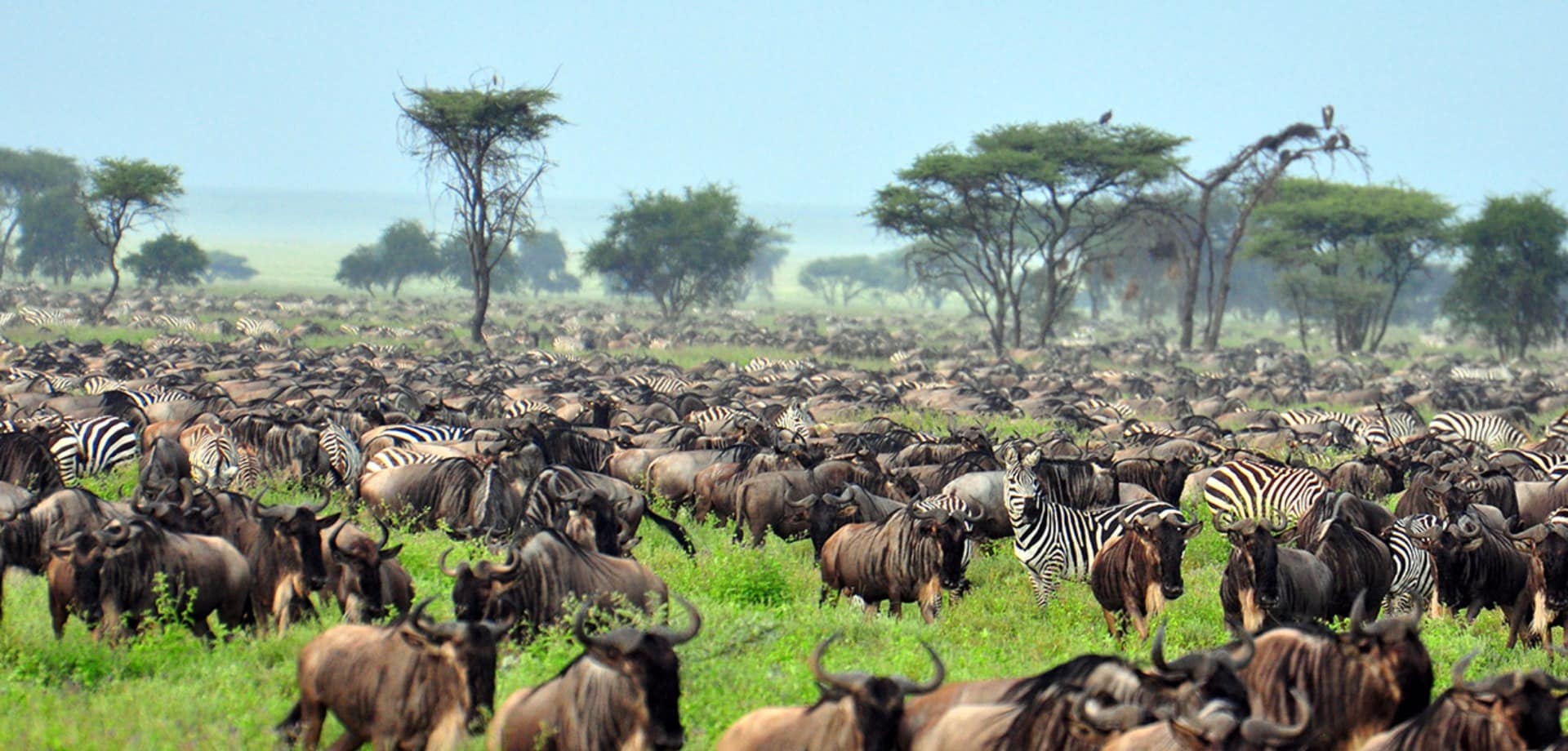 Grande Migração de Serengueti e Tanzânia